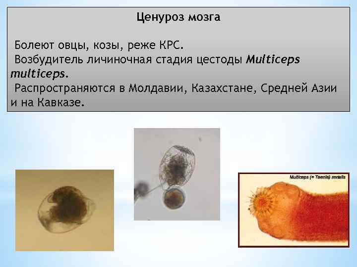 Ценуроз мозга Болеют овцы, козы, реже КРС. Возбудитель личиночная стадия цестоды Multiceps multiceps. Распространяются