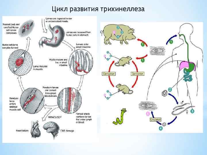 Цикл развития трихинеллеза 