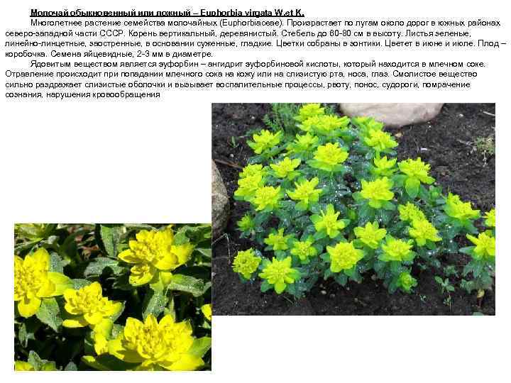 Молочай обыкновенный или ложный – Euphorbia virgata W. et K. Многолетнее растение семейства молочайных