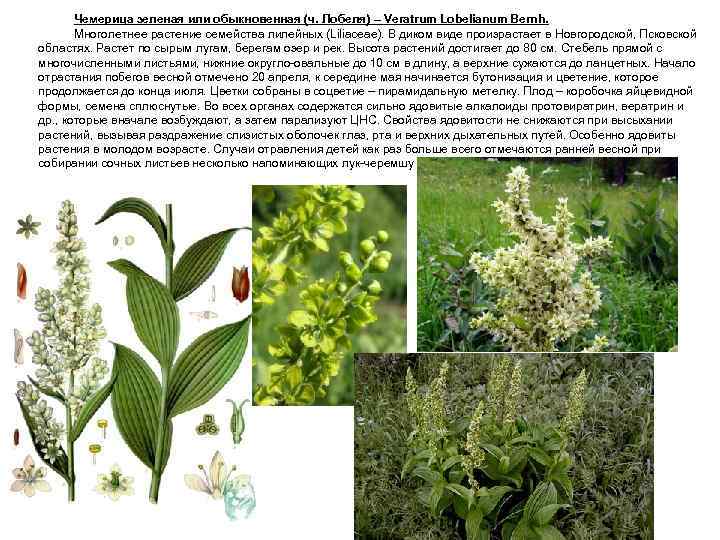 Чемерица зеленая или обыкновенная (ч. Лобеля) – Veratrum Lobelianum Bernh. Многолетнее растение семейства лилейных