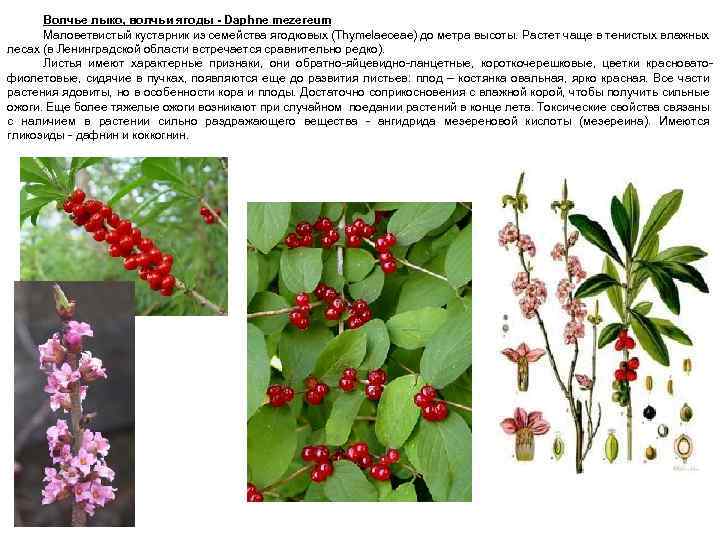 Волчье лыко, волчьи ягоды - Daphne mezereum Маловетвистый кустарник из семейства ягодковых (Thymelaeceae) до