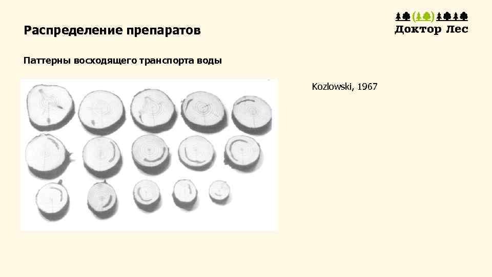 Распределение препаратов Паттерны восходящего транспорта воды Kozlowski, 1967 