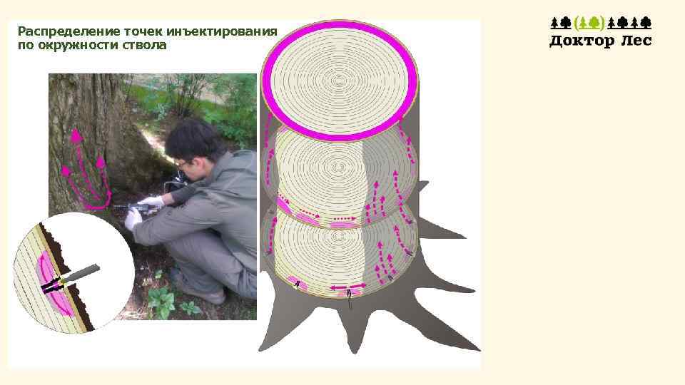 Распределение точек инъектирования по окружности ствола 