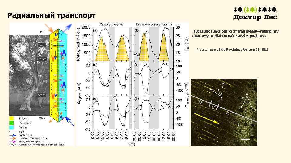 Радиальный транспорт Hydraulic functioning of tree stems—fusing ray anatomy, radial transfer and capacitance Pfautsch