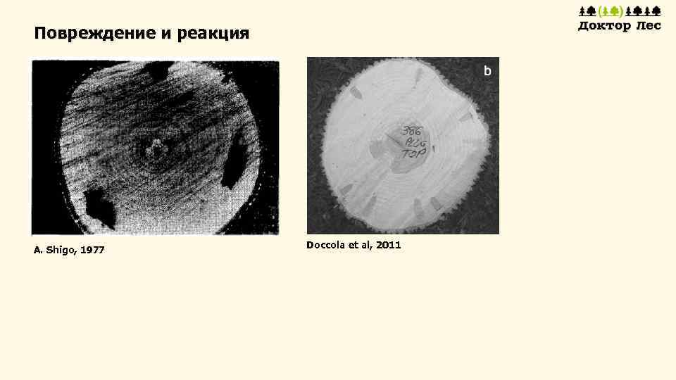 Повреждение и реакция A. Shigo, 1977 Doccola et al, 2011 