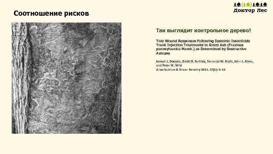 Соотношение рисков Так выглядит контрольное дерево! Tree Wound Responses Following Systemic Insecticide Trunk Injection