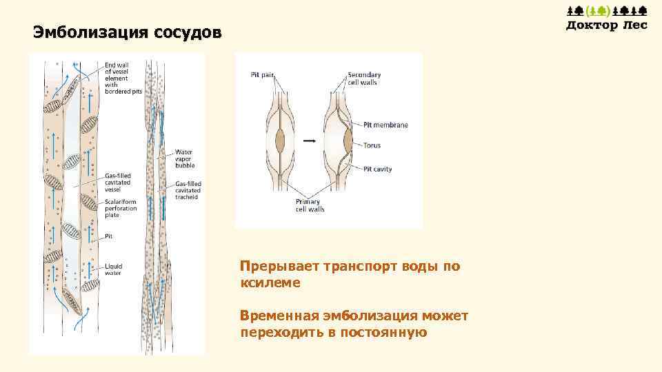 Эмболизация сосудов Прерывает транспорт воды по ксилеме Временная эмболизация может переходить в постоянную 