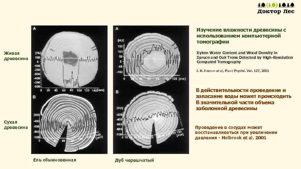 Изучение влажности древесины с использованием компьютерной томографии Живая древесина Xylem Water Content and Wood