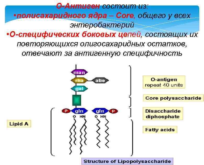 О-Антиген состоит из: • полисахаридного ядра – Core, общего у всех энтеробактерий • О-специфических