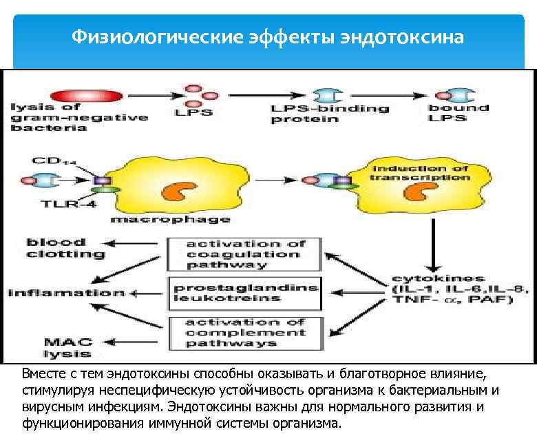 Физиологические эффекты эндотоксина Вместе с тем эндотоксины способны оказывать и благотворное влияние, стимулируя неспецифическую