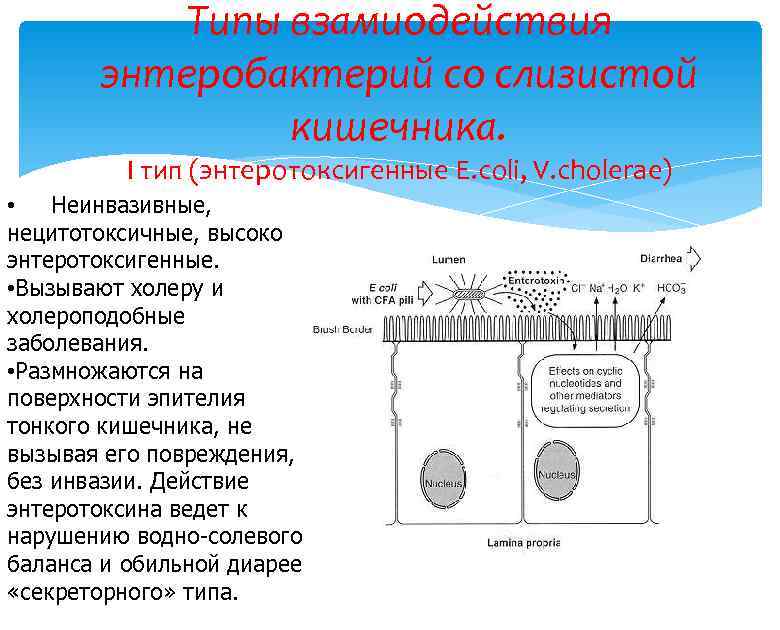 Типы взамиодействия энтеробактерий со слизистой кишечника. I тип (энтеротоксигенные E. coli, V. cholerae) •