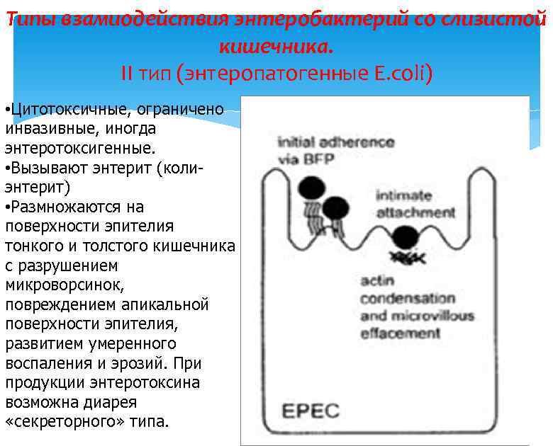 Типы взамиодействия энтеробактерий со слизистой кишечника. II тип (энтеропатогенные E. coli) • Цитотоксичные, ограничено