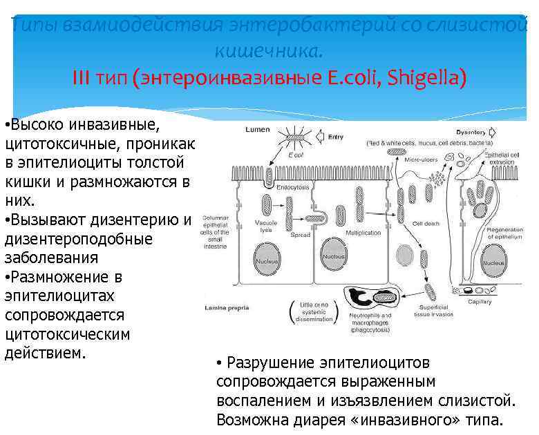 Типы взамиодействия энтеробактерий со слизистой кишечника. III тип (энтероинвазивные E. coli, Shigella) • Высоко