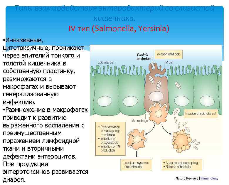 Типы взамиодействия энтеробактерий со слизистой кишечника. IV тип (Salmonella, Yersinia) • Инвазивные, цитотоксичные, проникают