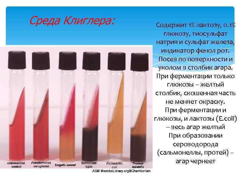 Среда Клиглера: Содержит 1% лактозу, 0. 1% глюкозу, тиосульфат натрия и сульфат железа, индикатор