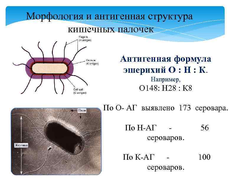 Морфология и антигенная структура кишечных палочек Антигенная формула эшерихий О : Н : К.