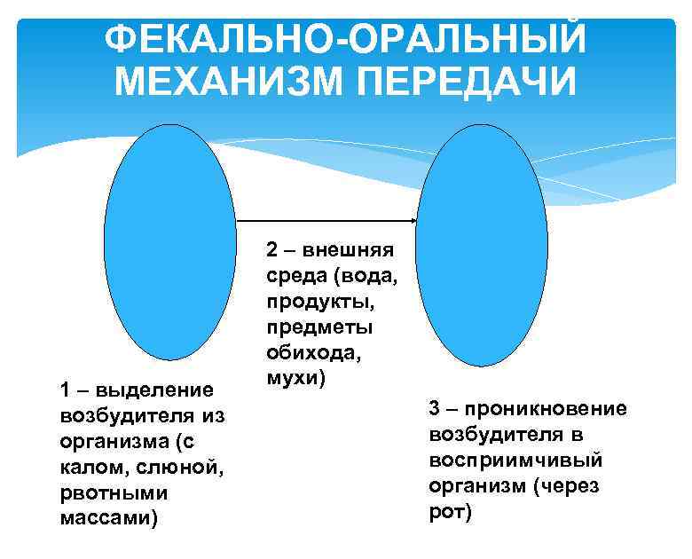 ФЕКАЛЬНО-ОРАЛЬНЫЙ МЕХАНИЗМ ПЕРЕДАЧИ 1 – выделение возбудителя из организма (с калом, слюной, рвотными массами)