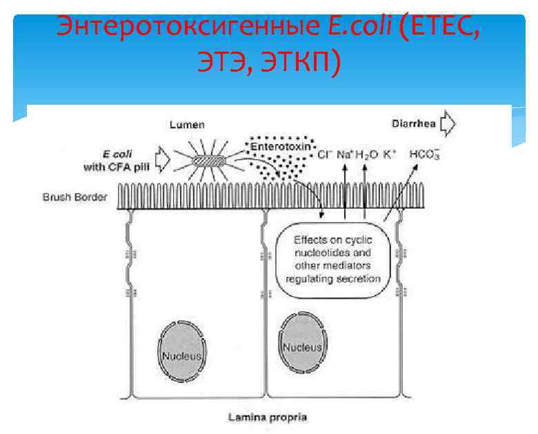 Энтеротоксигенные E. coli (ETEC, ЭТЭ, ЭТКП) 