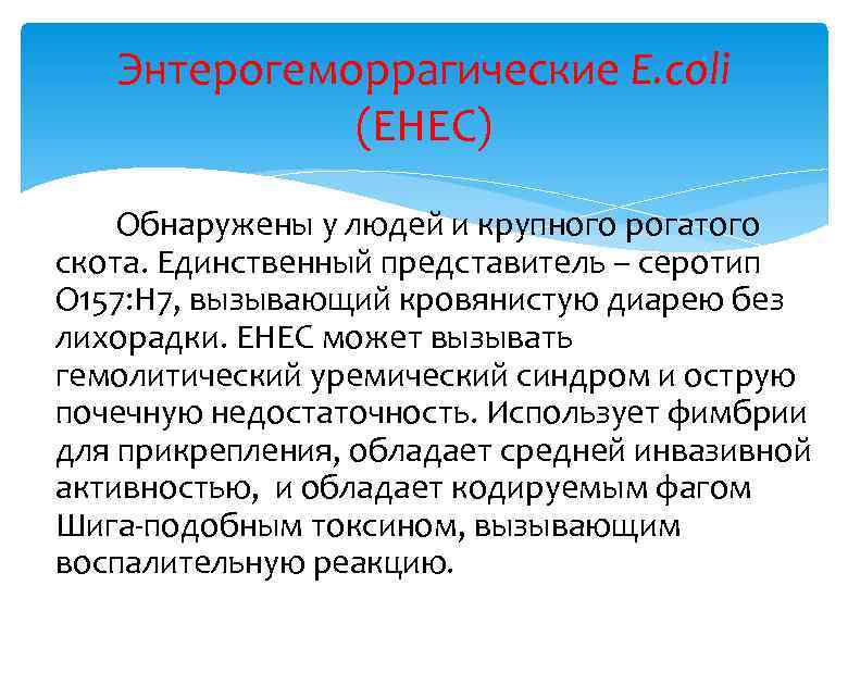 Энтерогеморрагические E. coli (EHEC) Обнаружены у людей и крупного рогатого скота. Единственный представитель –