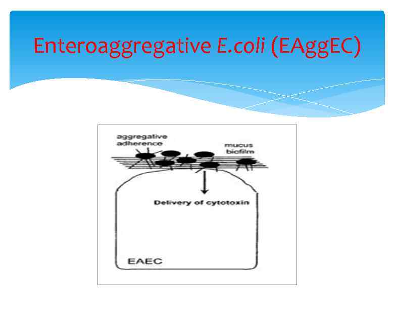 Enteroaggregative E. coli (EAgg. EC) 