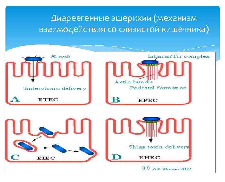 Диареегенные эшерихии (механизм взаимодействия со слизистой кишечника) 