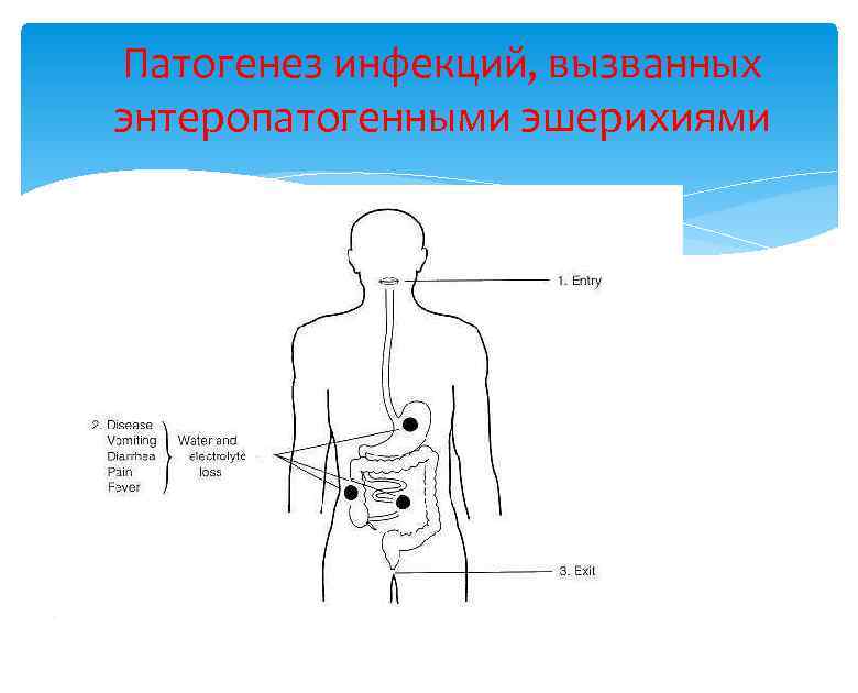 Патогенез инфекций, вызванных энтеропатогенными эшерихиями 