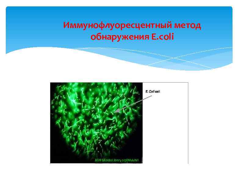 Иммунофлуоресцентный метод обнаружения E. coli 