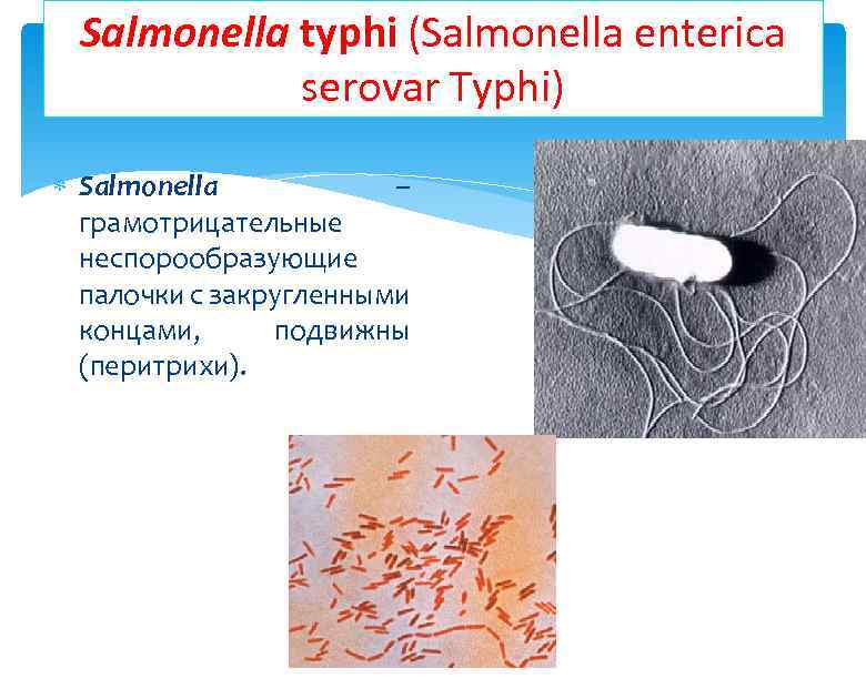 Salmonella typhi (Salmonella enterica serovar Typhi) Salmonella – грамотрицательные неспорообразующие палочки с закругленными концами,