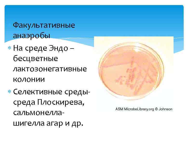  Факультативные анаэробы На среде Эндо – бесцветные лактозонегативные колонии Селективные средысреда Плоскирева, сальмонеллашигелла