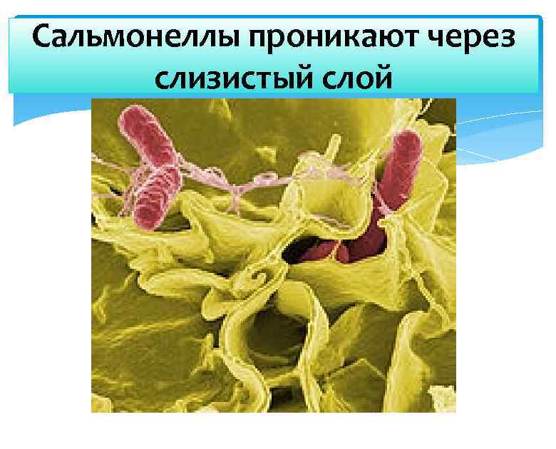 Сальмонеллы проникают через слизистый слой 