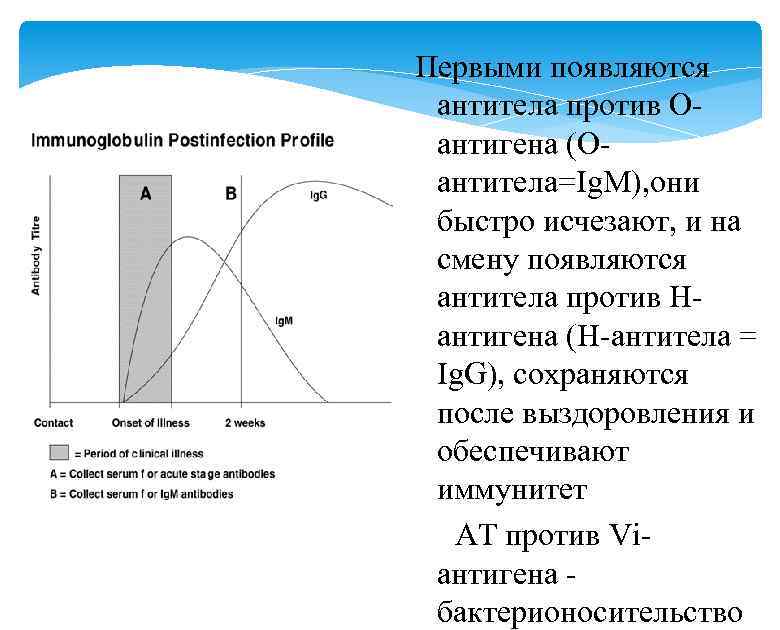 Первыми появляются антитела против Оантигена (Оантитела=Ig. M), они быстро исчезают, и на смену появляются