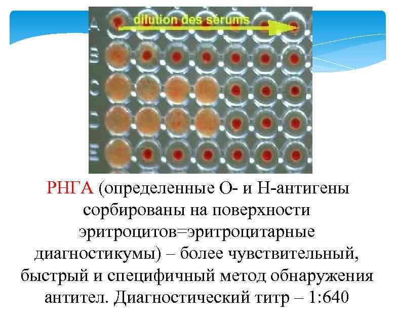 РНГА (определенные О- и Н-антигены сорбированы на поверхности эритроцитов=эритроцитарные диагностикумы) – более чувствительный, быстрый