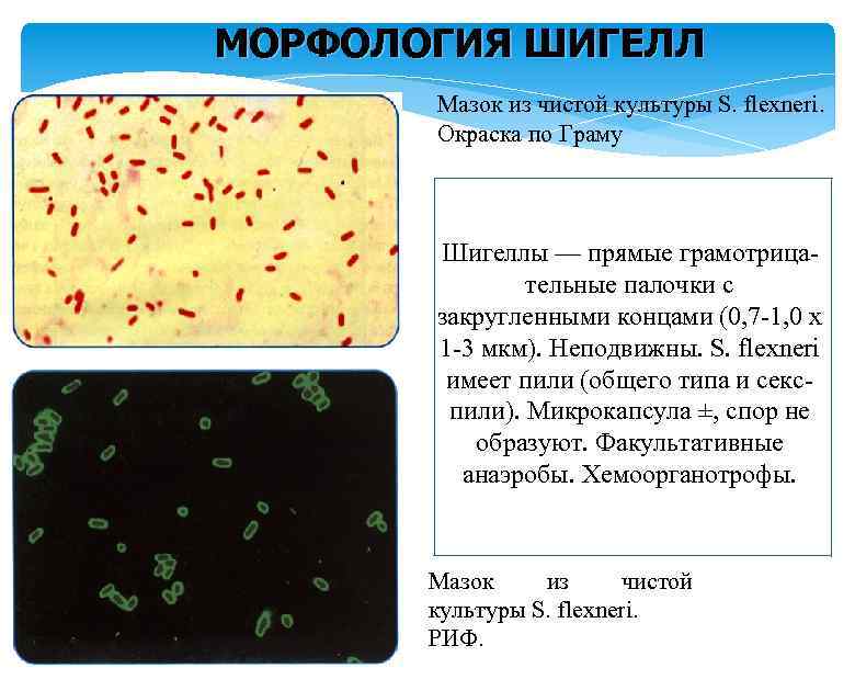 МОРФОЛОГИЯ ШИГЕЛЛ Мазок из чистой культуры S. flexneri. Окраска по Граму Шигеллы — прямые