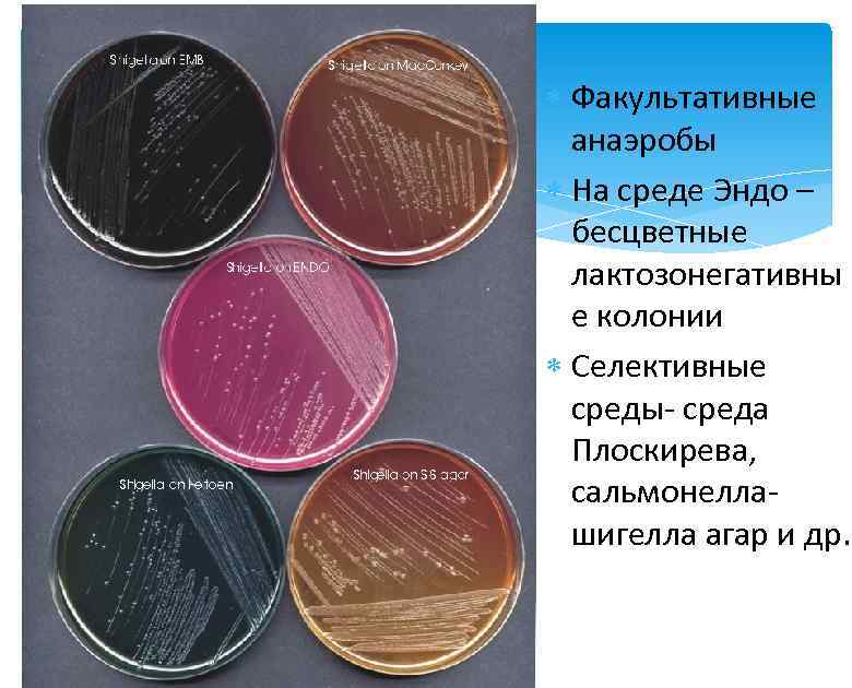  Факультативные анаэробы На среде Эндо – бесцветные лактозонегативны е колонии Селективные среды- среда