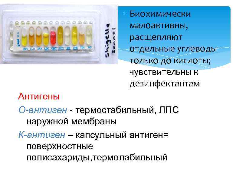  Биохимически малоактивны, расщепляют отдельные углеводы только до кислоты; чувствительны к дезинфектантам Антигены О-антиген