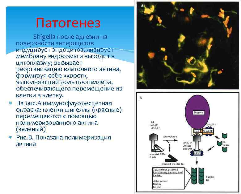 Патогенез Shigella после адгезии на поверхности энтероцитов индуцирует эндоцитоз, лизирует мембрану эндосомы и выходит