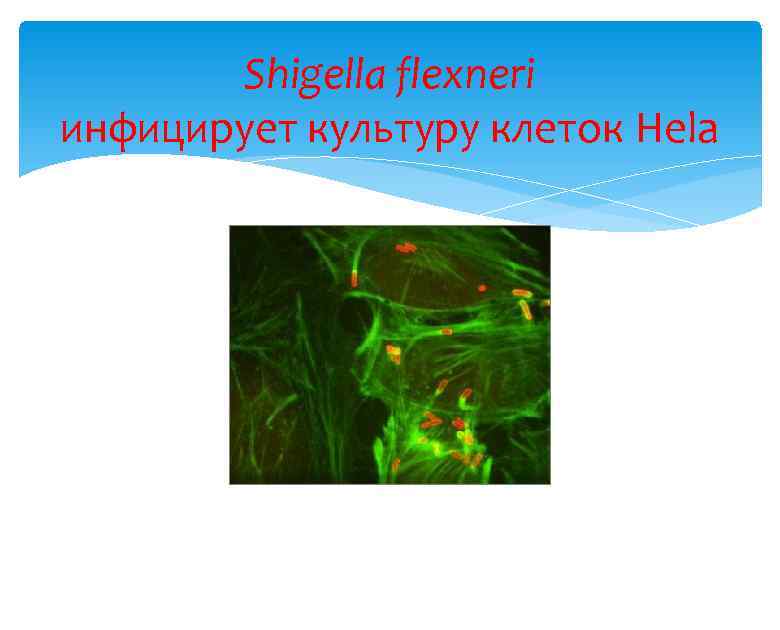 Shigella flexneri инфицирует культуру клеток Hela 