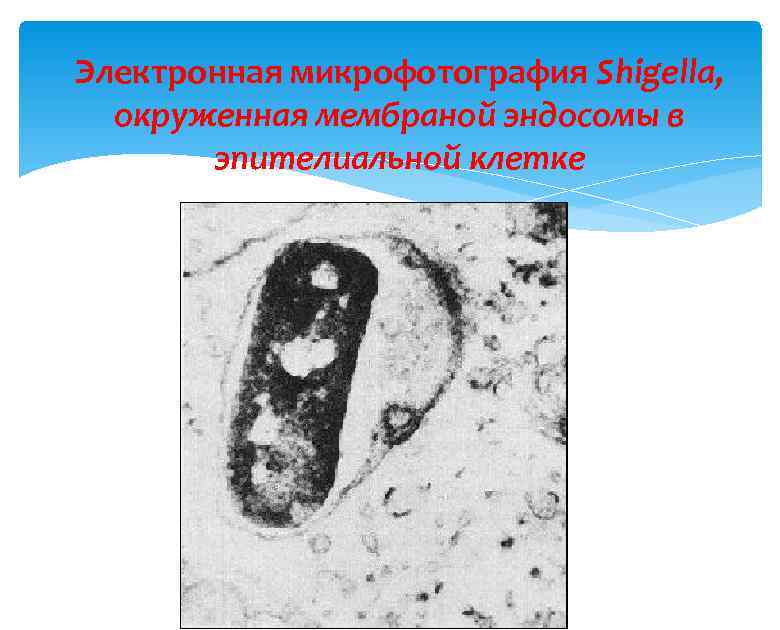 Электронная микрофотография Shigella, окруженная мембраной эндосомы в эпителиальной клетке 