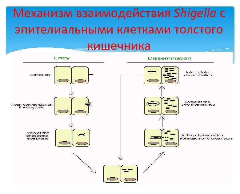 Механизм взаимодействия Shigella с эпителиальными клетками толстого кишечника 