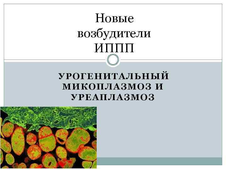 Новые возбудители ИППП УРОГЕНИТАЛЬНЫЙ МИКОПЛАЗМОЗ И УРЕАПЛАЗМОЗ 