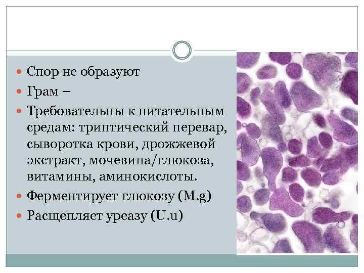  Спор не образуют Грам – Требовательны к питательным средам: триптический перевар, сыворотка крови,