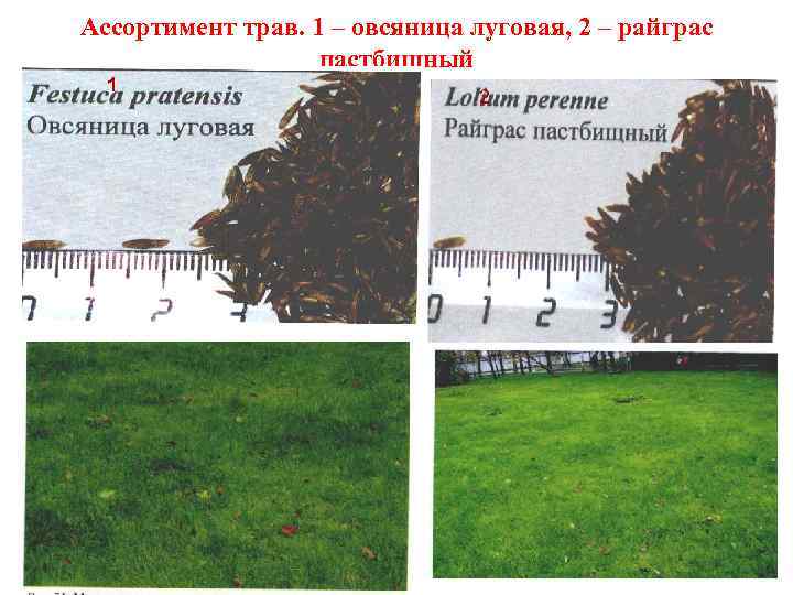 Ассортимент трав. 1 – овсяница луговая, 2 – райграс пастбищный 1 2 
