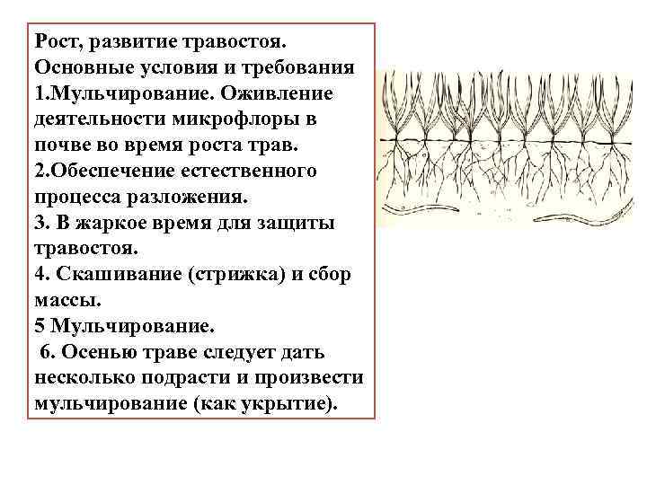 Рост, развитие травостоя. Основные условия и требования 1. Мульчирование. Оживление деятельности микрофлоры в почве