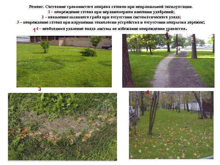 Ремонт. Состояние травянистого покрова газонов при неправильной эксплуатации. 1 – повреждение газона при неравномерном
