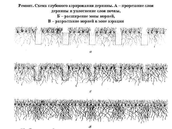 Ремонт. Схема глубокого аэрирования дернины. А – прорезание слоя дернины и уплотнение слоя почвы,