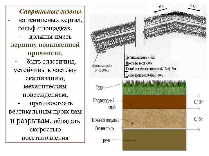 Спортивные газоны. - на теннисных кортах, гольф-площадках, - должны иметь дернину повышенной прочности, прочности