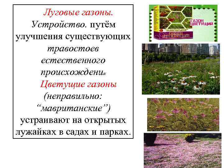 Луговые газоны. Устройство. путём улучшения существующих травостоев естественного происхождения Цветущие газоны (неправильно: “мавританские”) устраивают