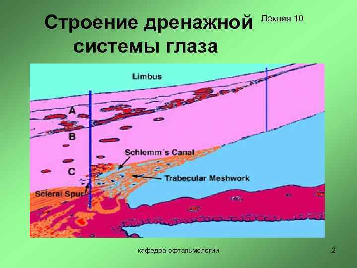 Строение дренажной системы глаза кафедра офтальмологии Лекция 10 2 