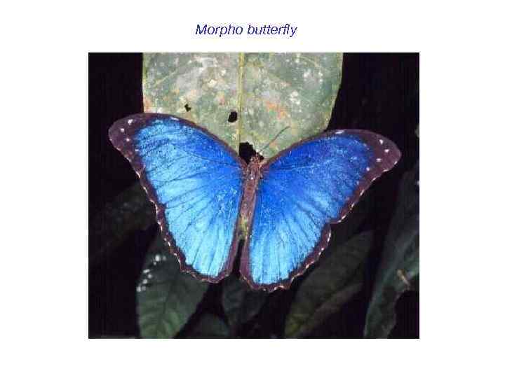 Morpho butterfly 