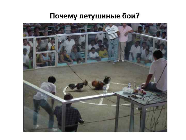 Почему петушиные бои? 